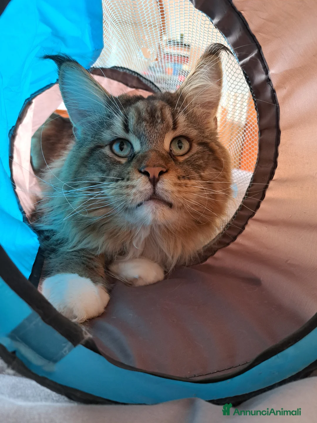 Immagine della galleria {{count}}