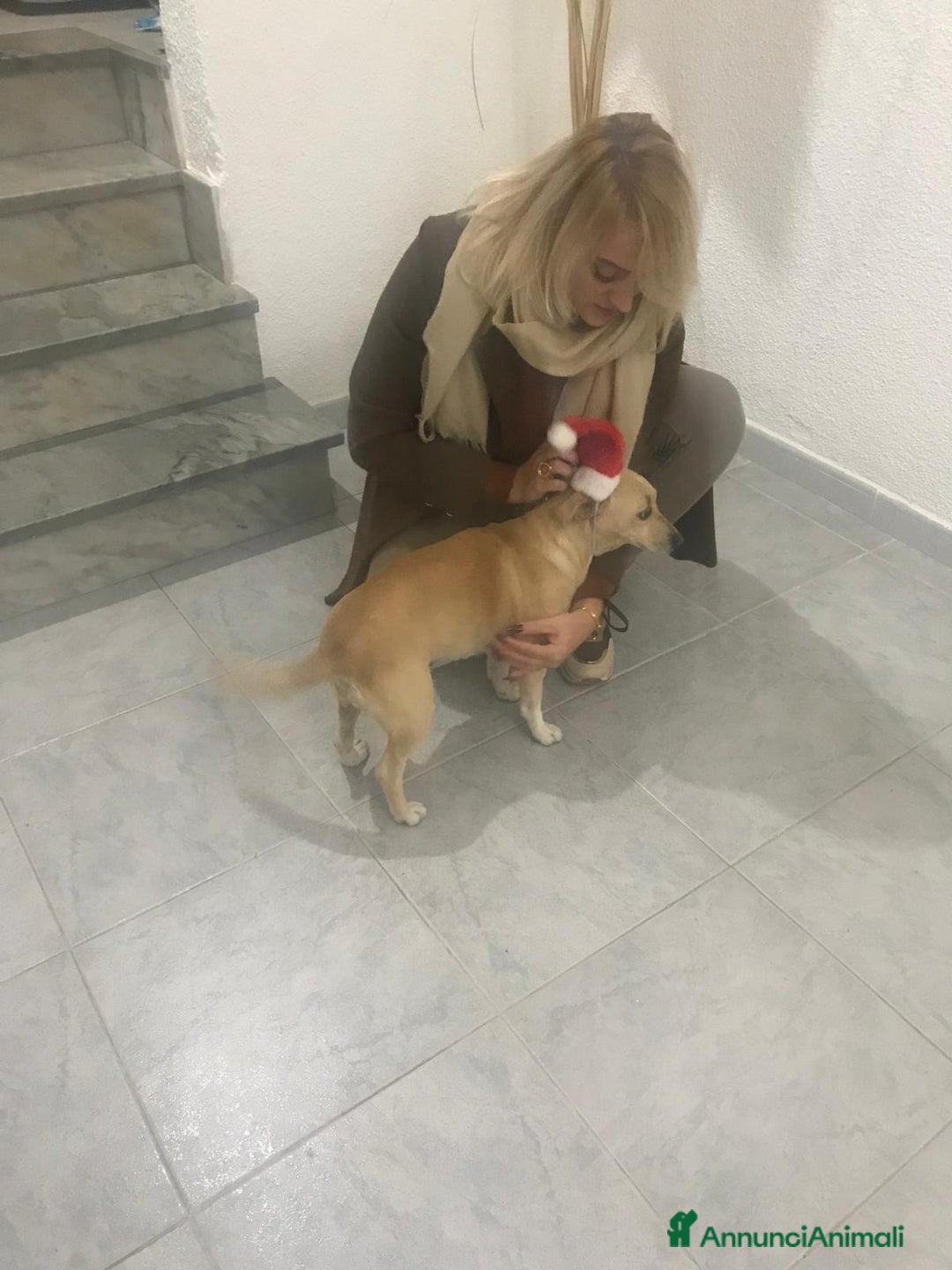 Meticcio cani in regalo: LEA cagnolina taglia piccola di 5 anni - Annuncio 7