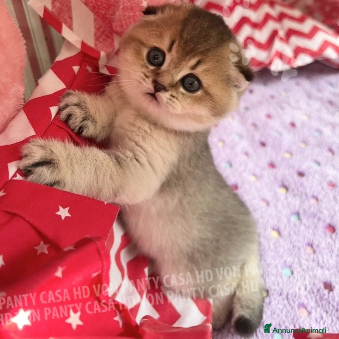 Scottish gatti in vendita: Cucciole Scottish Fold - Annuncio 15