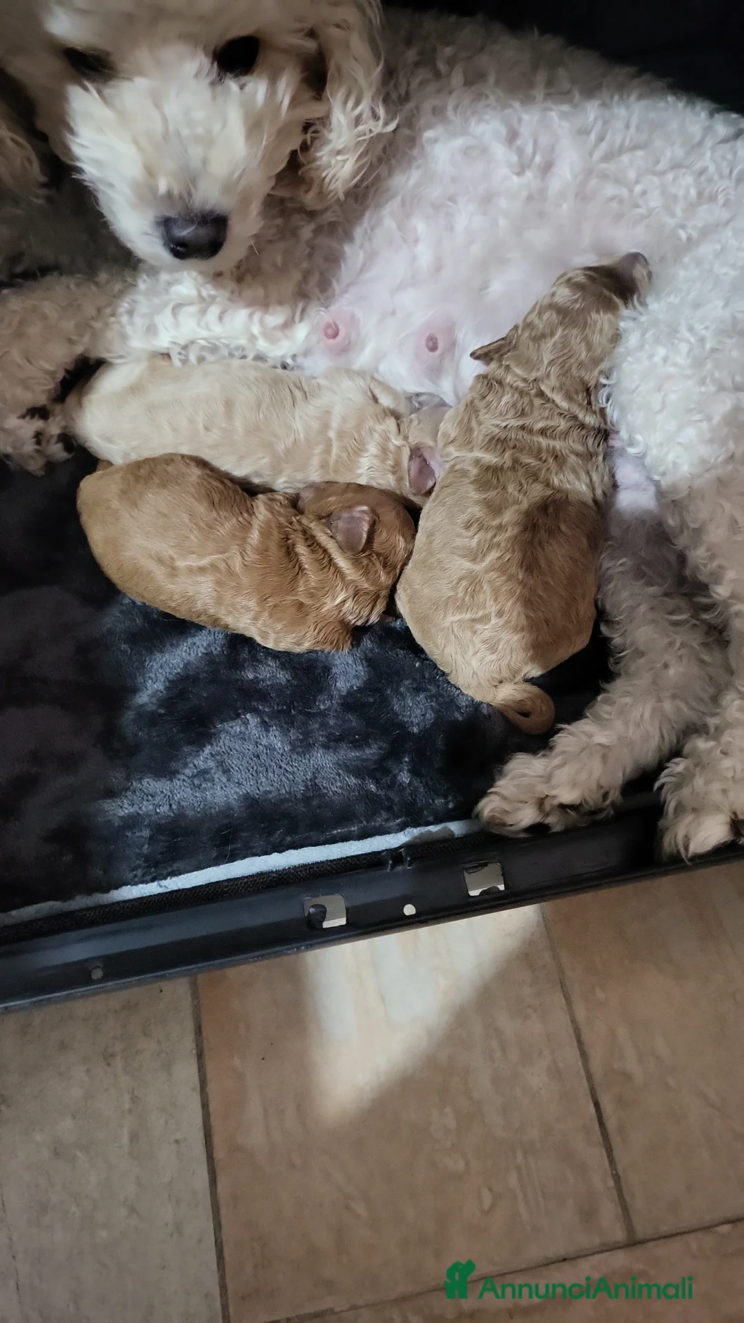 Barboncino Toy cani in vendita: Barboncino minitoy  - Annuncio 7