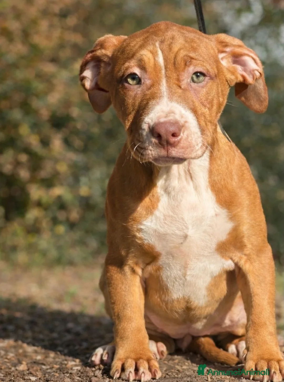 Pitbull cani in vendita: American Pitbull terrier con pedigree - Annuncio 7