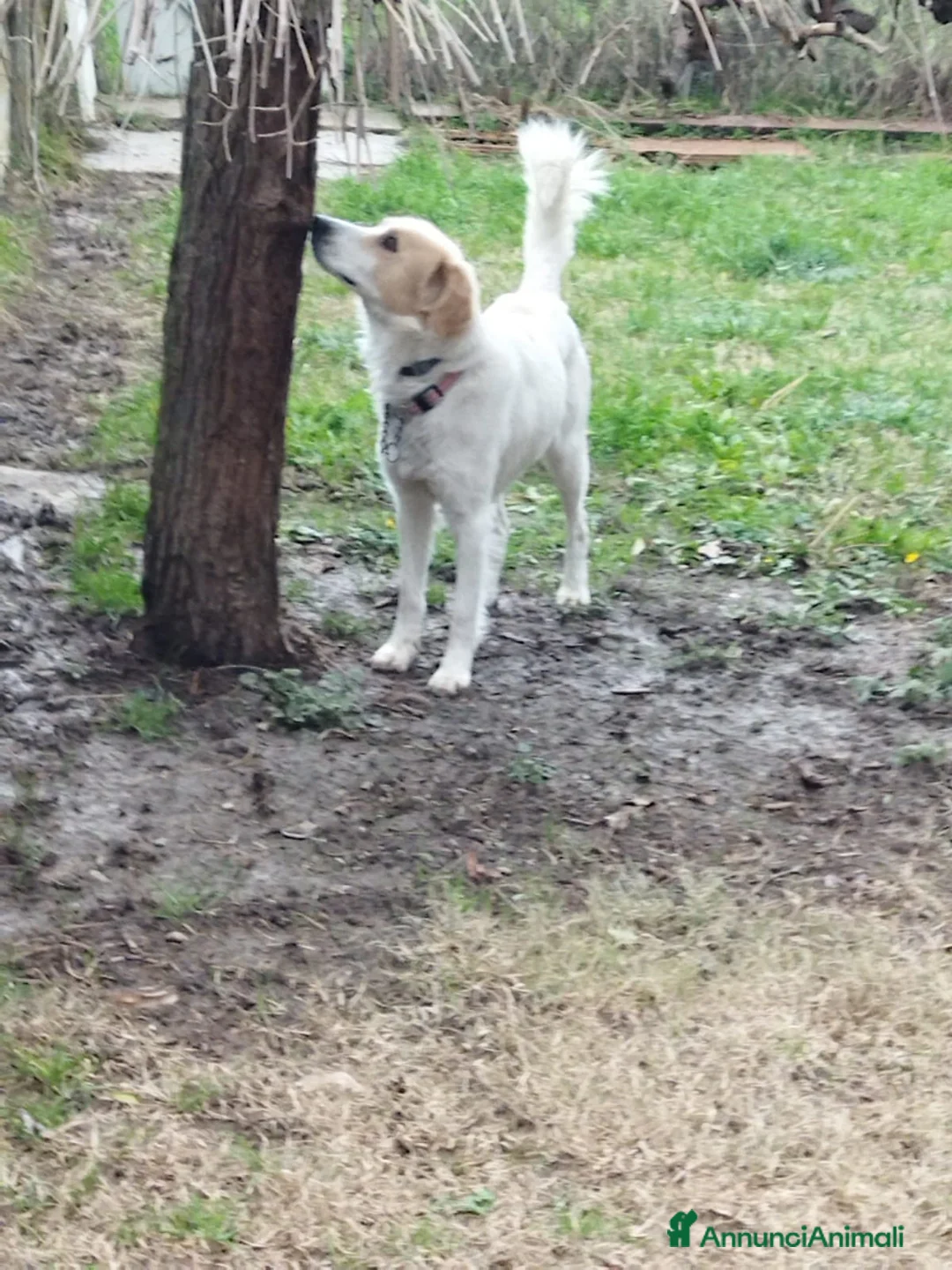 Meticcio cani in regalo: CUCCIOLO DOLCISSIMO a Città metropolitana di Milano - Annuncio 2