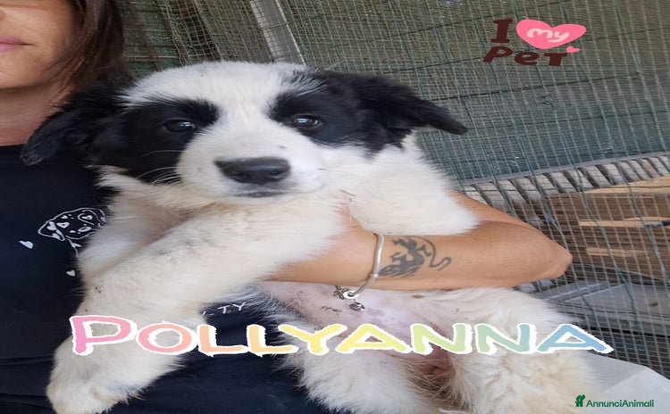 Meticcio cani a Città Metropolitana di Venezia - Annuncio 15