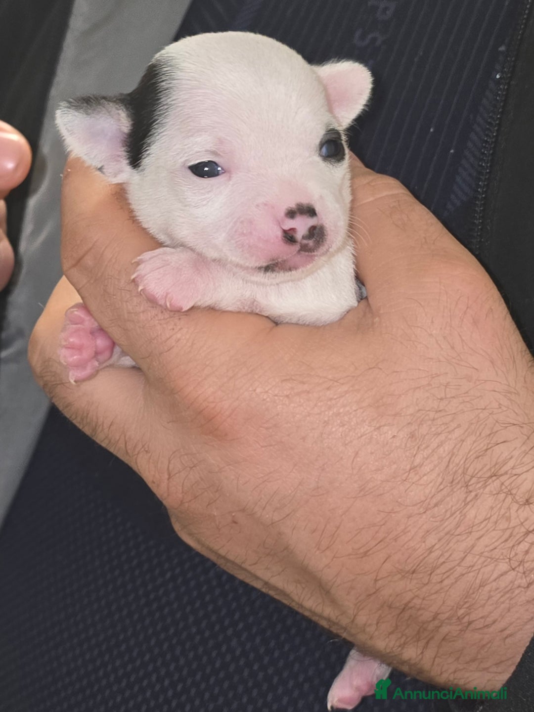 Chihuahua cani in vendita: Cuccioli di chihuahua - Annuncio 17