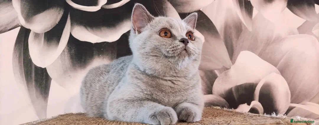 Immagine della galleria {{count}}