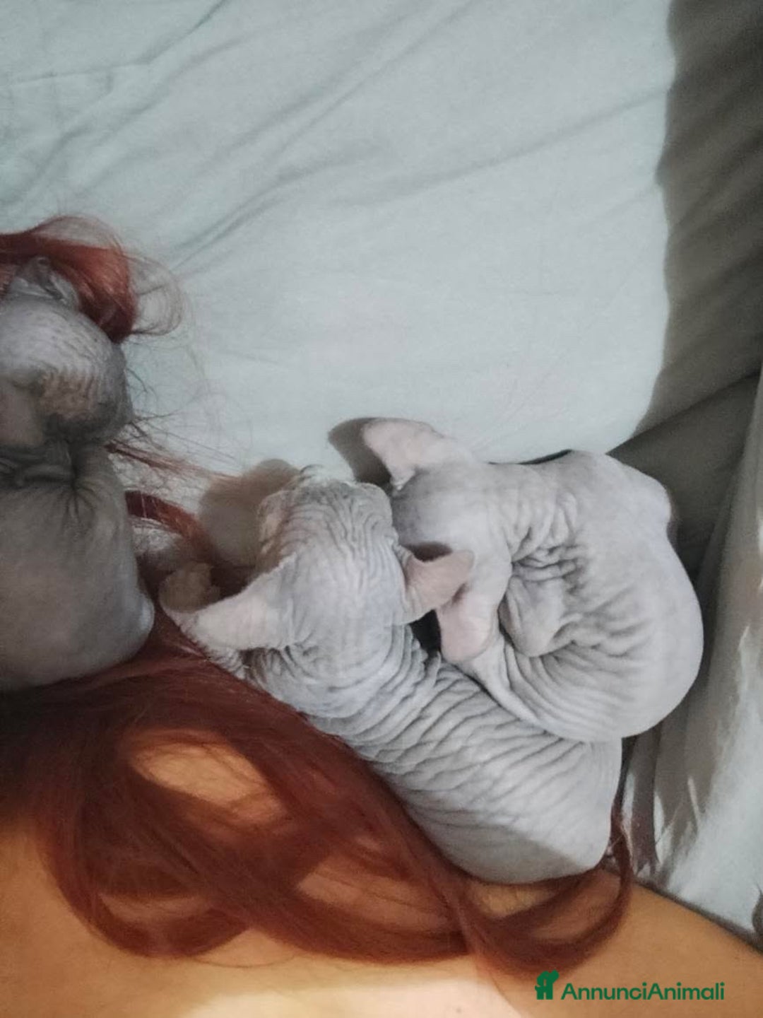 Sphynx gatti in vendita: Cuccioli di sphynx con pedigree  - Annuncio 4