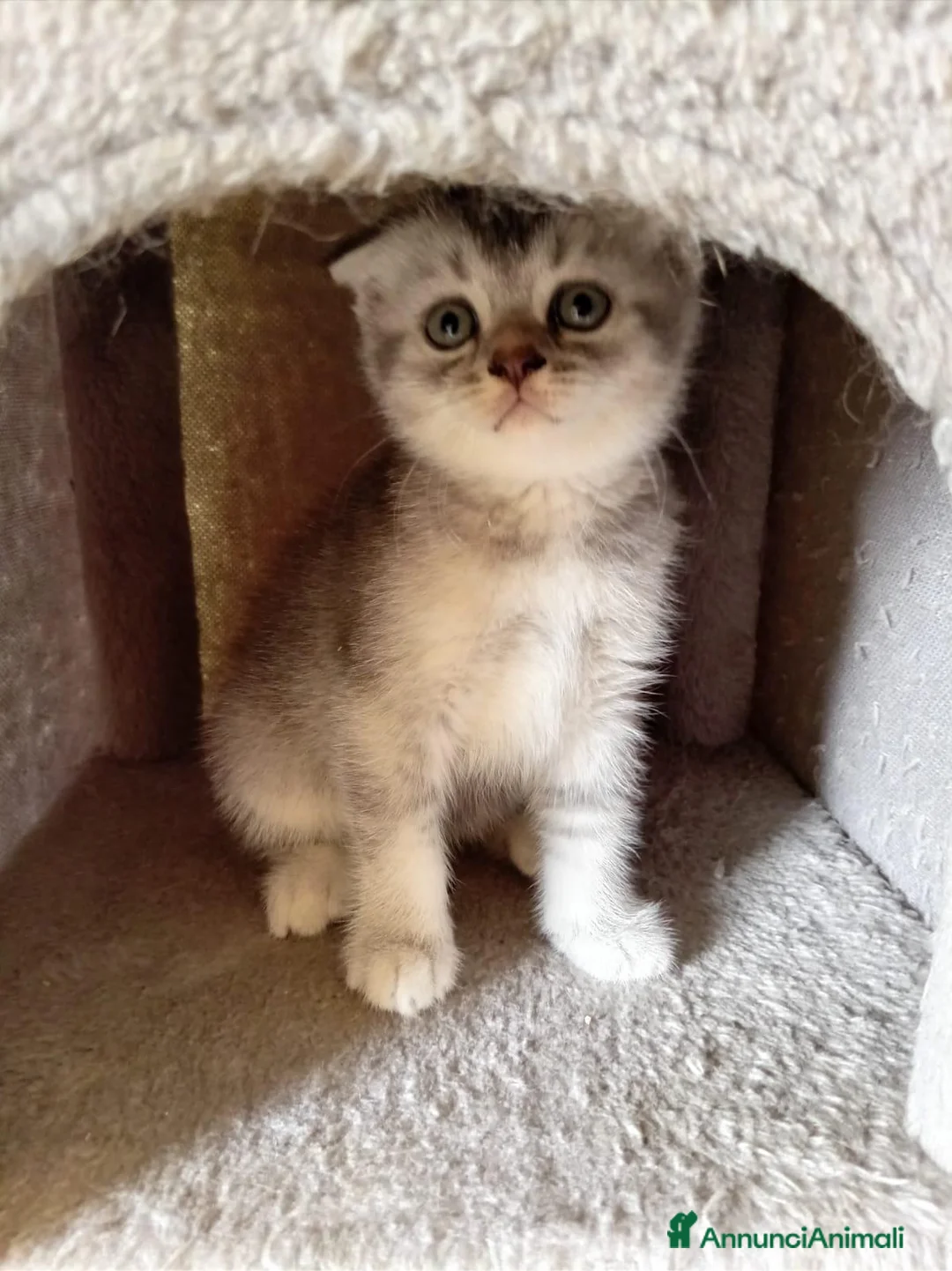 Scottish gatti in vendita: Adorabili cuccioli in cerca di casa - Annuncio 14