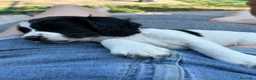 Springer Spaniel Inglese cani in vendita: Bellissimo cucciolo cerca casa - Annuncio 6