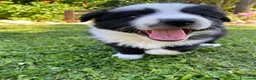 Border Collie cani in vendita: Meravigliosi cuccioli con pedigree a Provincia di Ancona - Annuncio 4