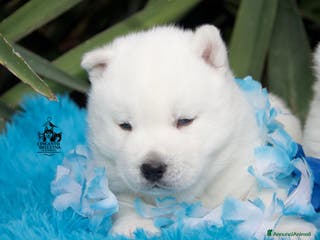 Husky cani Siberian Husky cuccioli total white linea russa - Annuncio 2