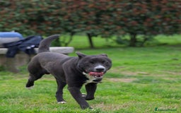 Meticcio cani in regalo: CICCIO, indipendente meticcio nero cerca casa a Città metropolitana di Milano - Immagine 7