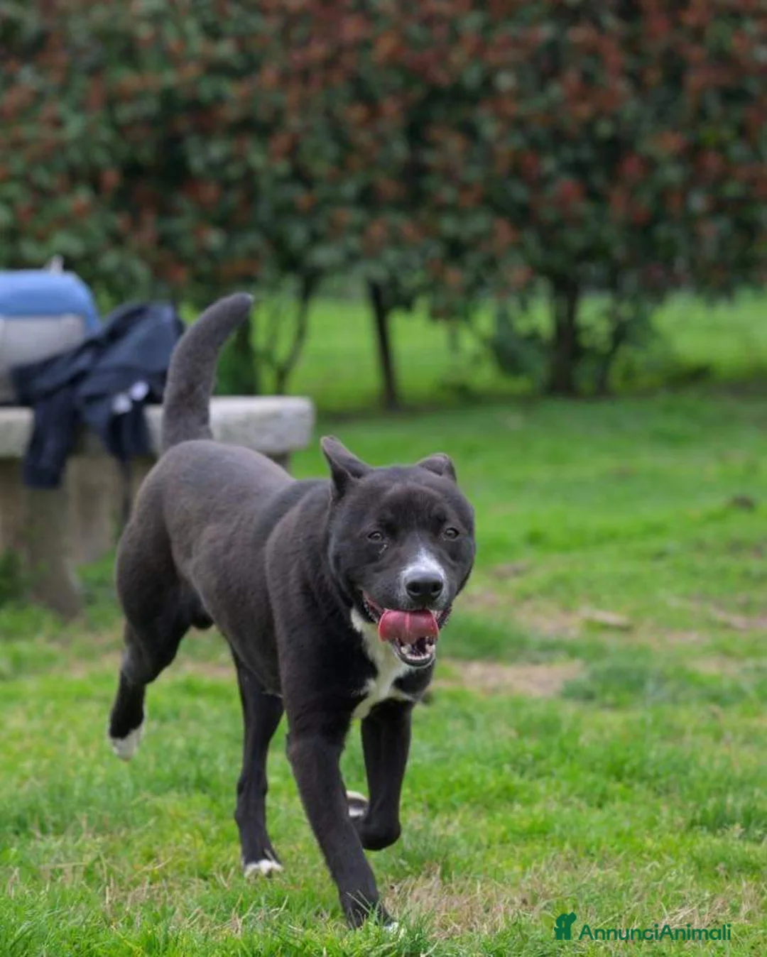 Meticcio cani in regalo: CICCIO, indipendente meticcio nero cerca casa a Città metropolitana di Milano - Annuncio 7