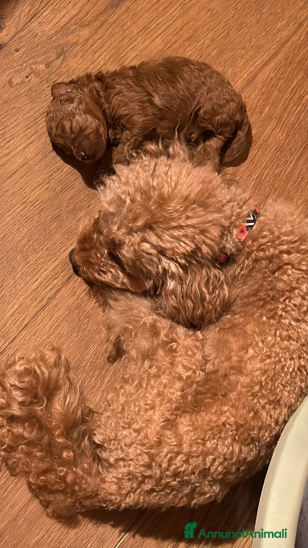 Barboncino Toy cani in vendita: Cuccioli barboncino Toy  - Annuncio 3