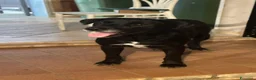Meticcio cani in regalo: BELLA 🩷 adesso merita di essere scelta 😍 - Annuncio 2
