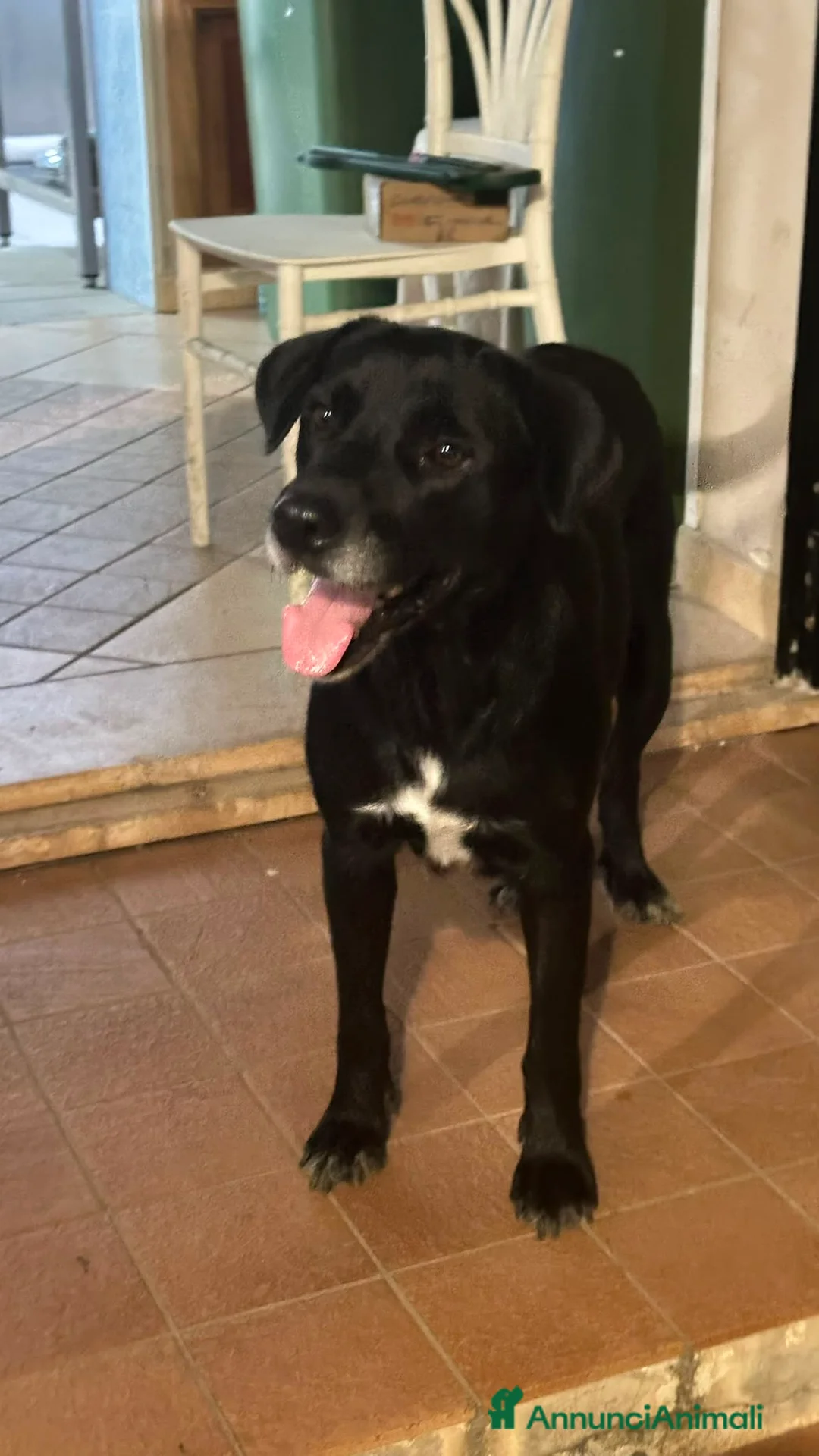 Meticcio cani in regalo: BELLA 🩷 adesso merita di essere scelta 😍 - Annuncio 2