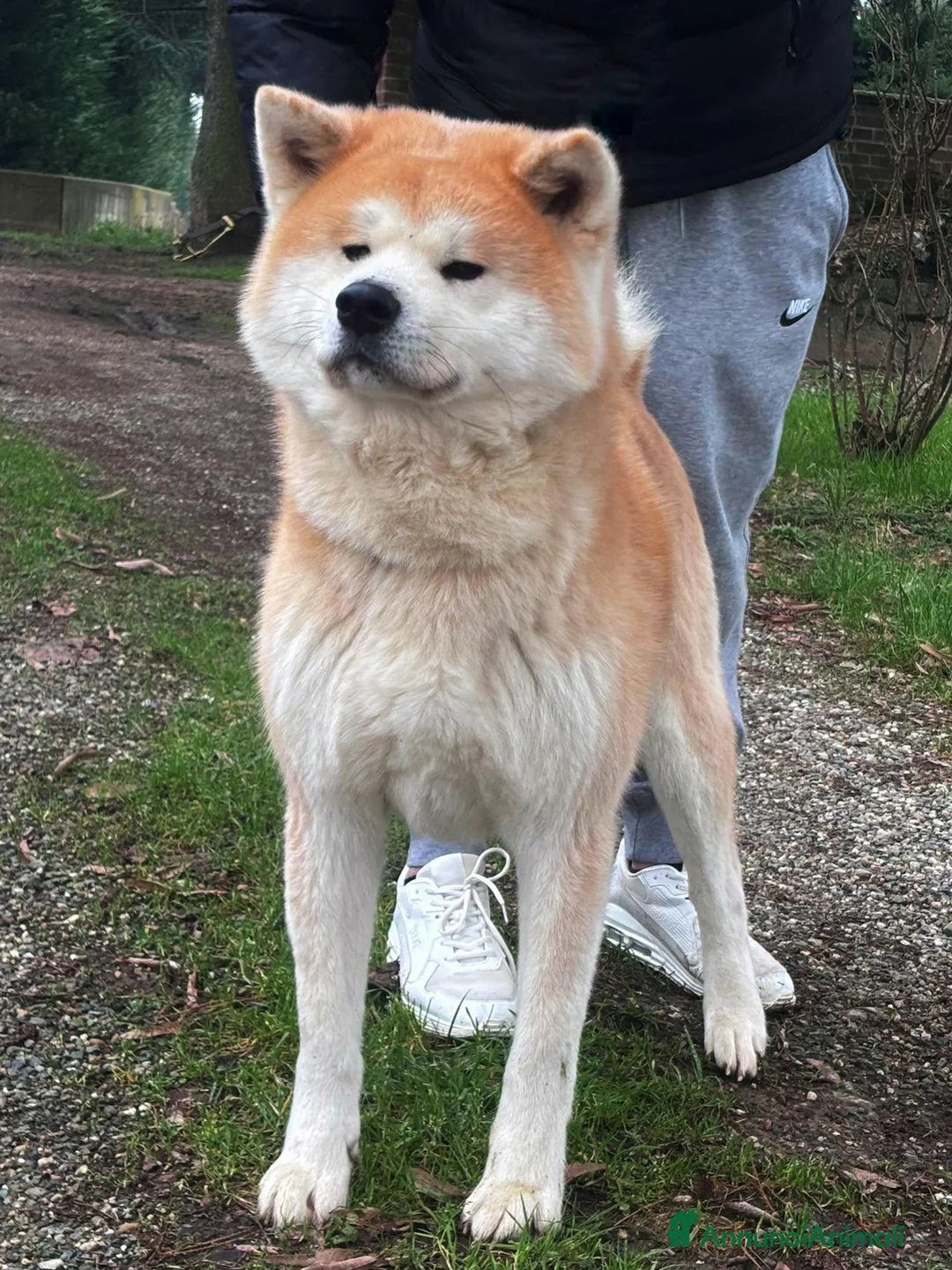 Akita Inu cani in vendita: Cucciola akita inu Pedigree Enci - Annuncio 4