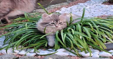 Siberiano gatti Cuccioli gatto siberiano - Annuncio 4
