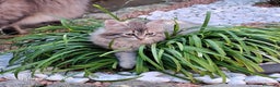 Siberiano gatti in vendita: Cuccioli gatto siberiano - Annuncio 3