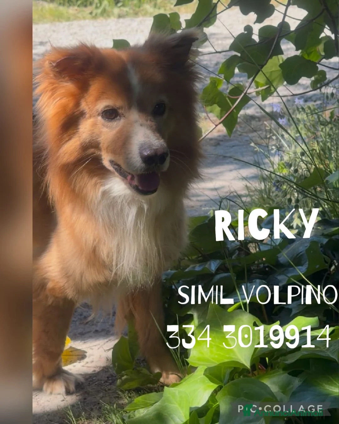 Meticcio cani in regalo: RICKY 💙è arrivato il momento di vivere davvero 😍 a Provincia di Como - Annuncio 1