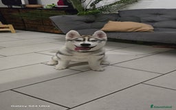 Husky cani in vendita: Cucciola husky a Provincia di Ascoli Piceno - Immagine 9