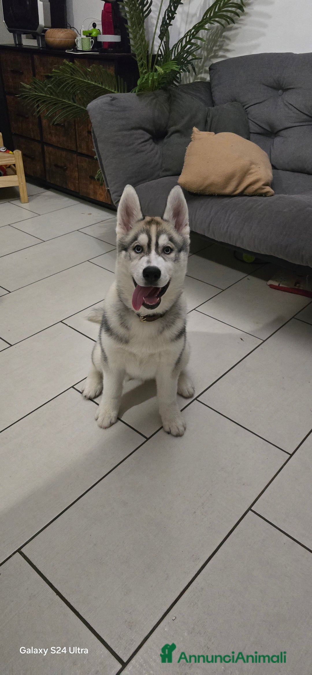 Husky cani in vendita: Cucciola husky a Provincia di Ascoli Piceno - Immagine 9