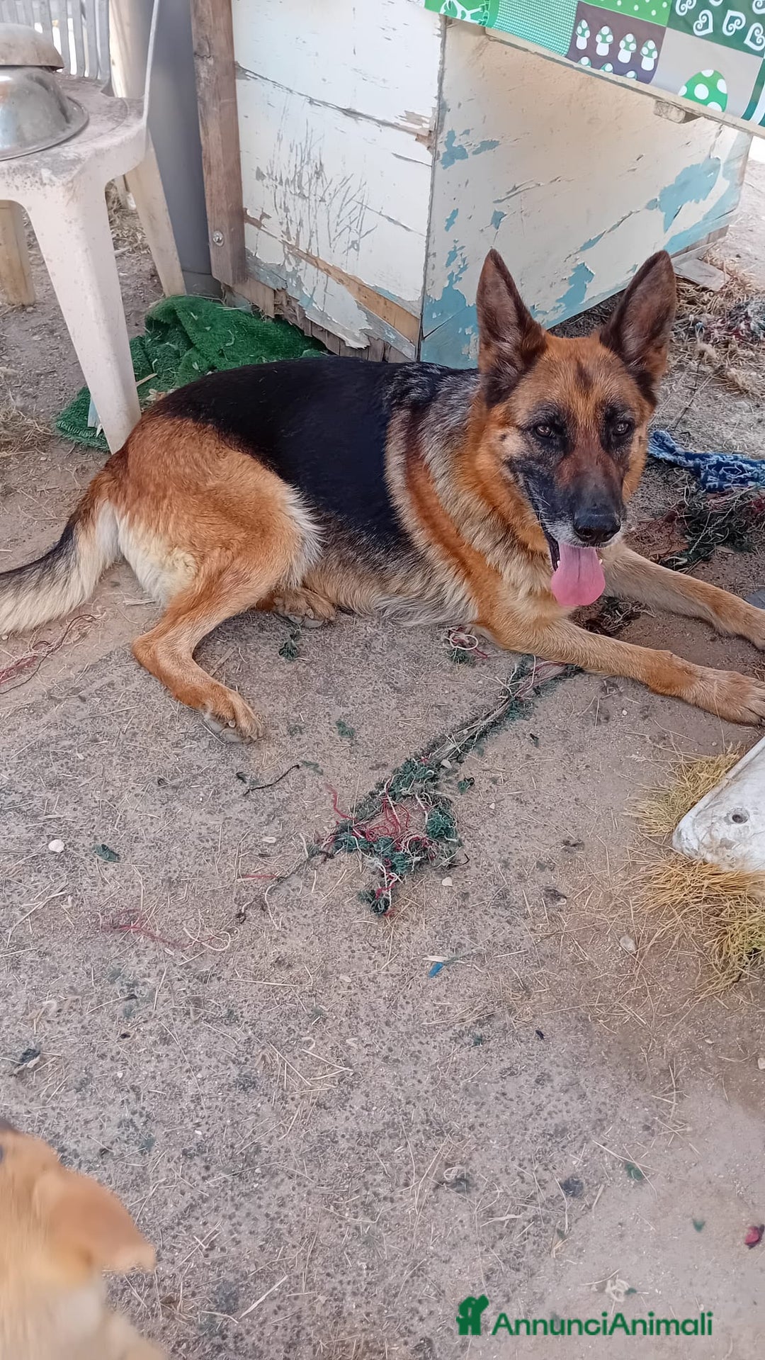 Altre razze cani in regalo: siria  - Annuncio 2