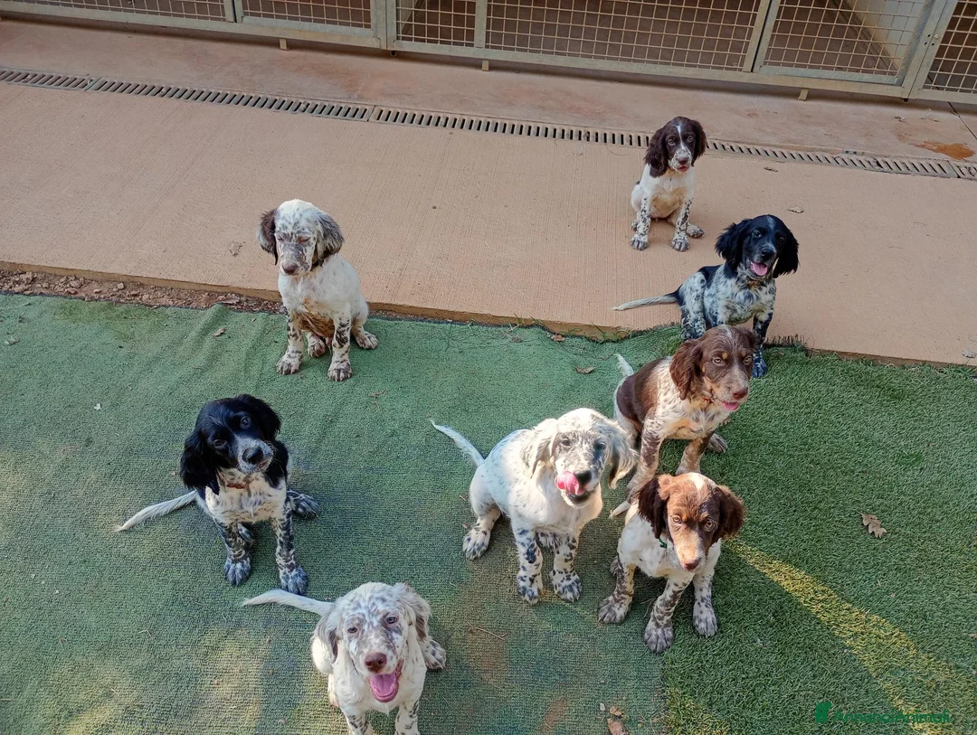 Setter Inglese cani in vendita: vendo cuccioli setter inglese - Annuncio 2