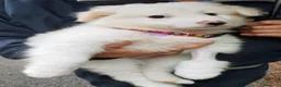 Pastore Abbruzzese Maremmano cani in regalo: Biribu scricciolo di maremmano - Annuncio 4