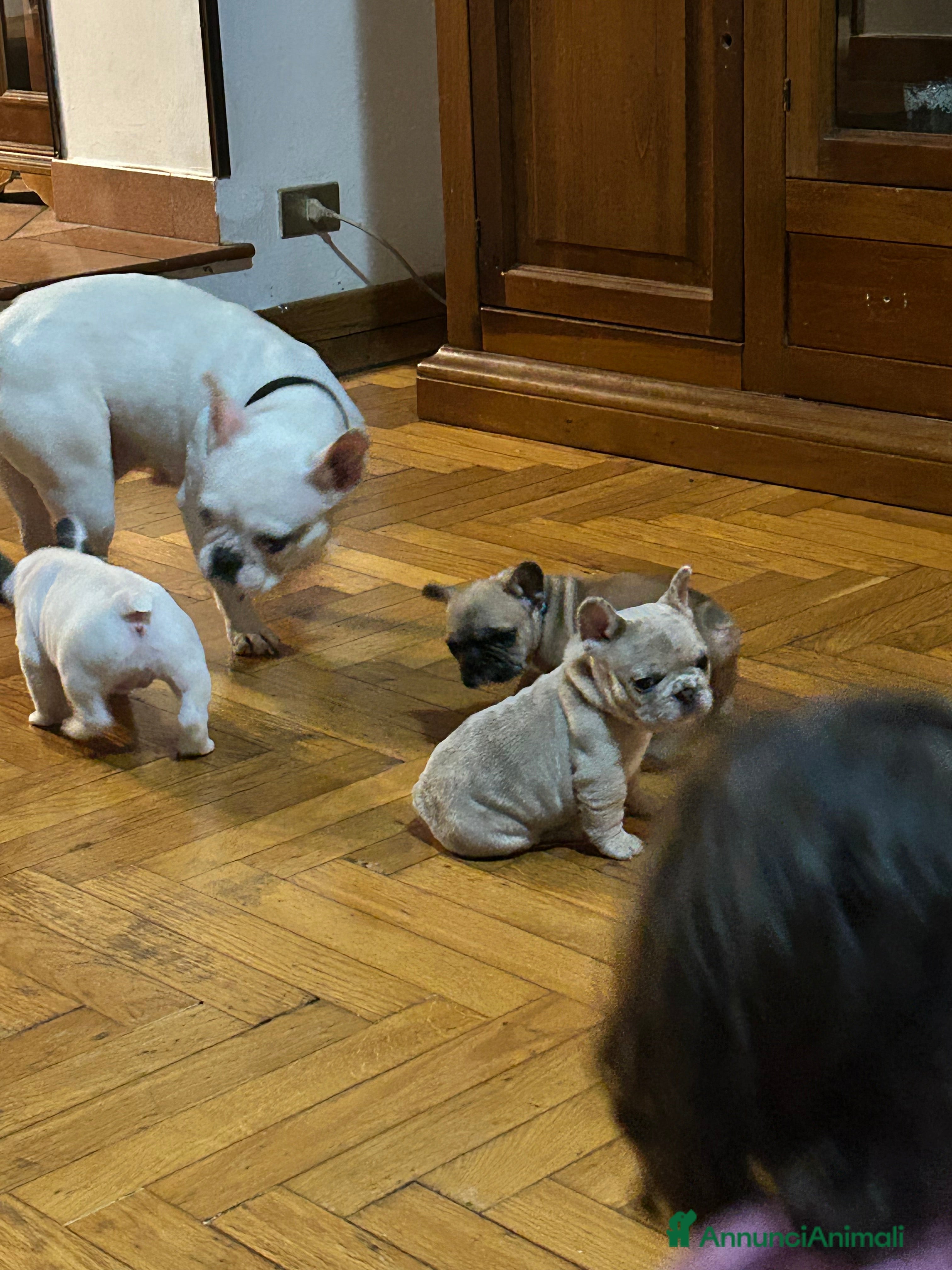 Bulldog Francese cani Bulldog francese - Annuncio 3