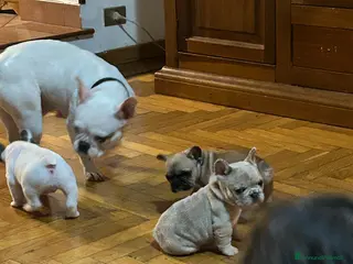 Bulldog Francese cani Bulldog francese - Annuncio 3