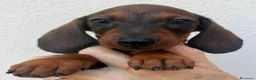 Bassotto cani in vendita: Bassotti  - Annuncio 10