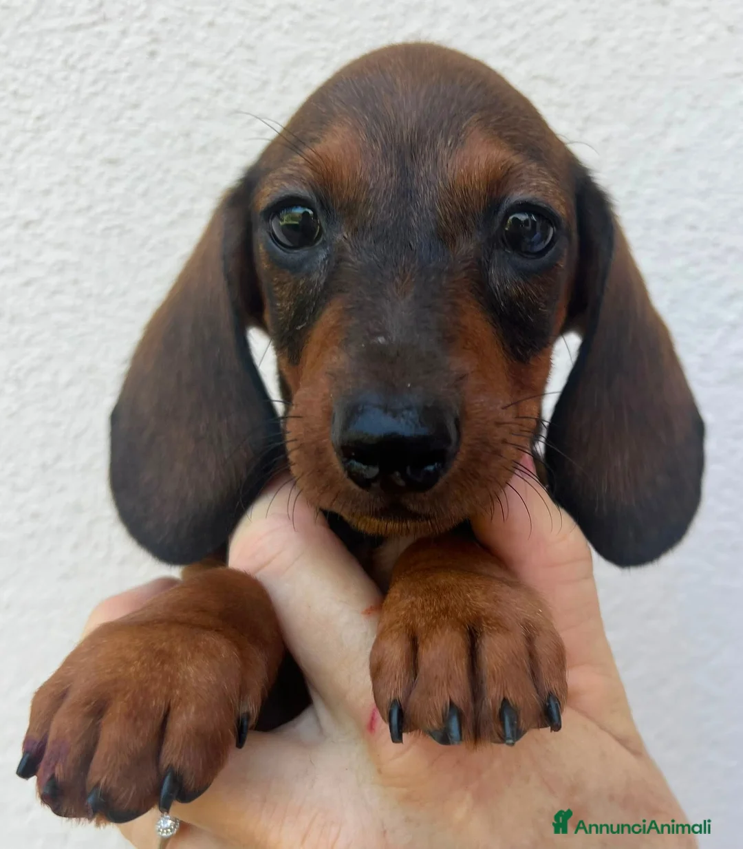 Bassotto cani in vendita: Bassotti  - Annuncio 10