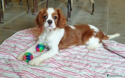 Cavalier King cani in vendita: Cavalier king a Provincia di Mantova - Immagine 1
