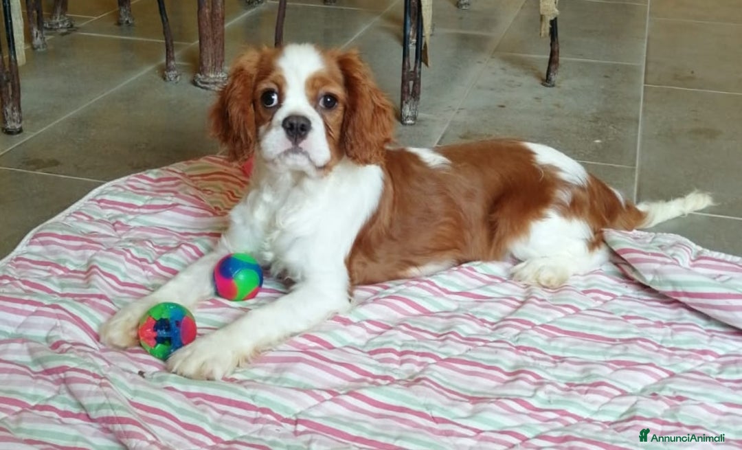 Cavalier King cani in vendita: Cavalier king a Provincia di Mantova - Immagine 1