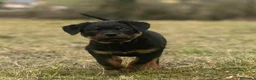 Rottweiler cani in vendita: Rottweiler Ciccioli Allrvsmrnto affisso ENCI - Annuncio 3