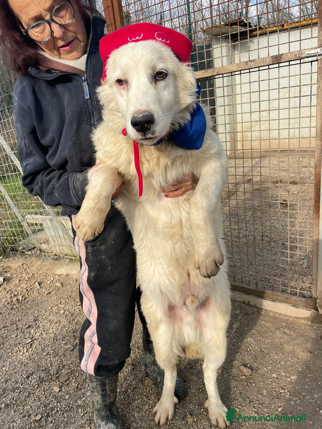 Meticcio cani in regalo: SOS TENERO OSLO a Città Metropolitana di Firenze - Annuncio 6