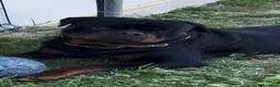 Rottweiler cani in vendita: Cucciolo rottweiler - Annuncio 7