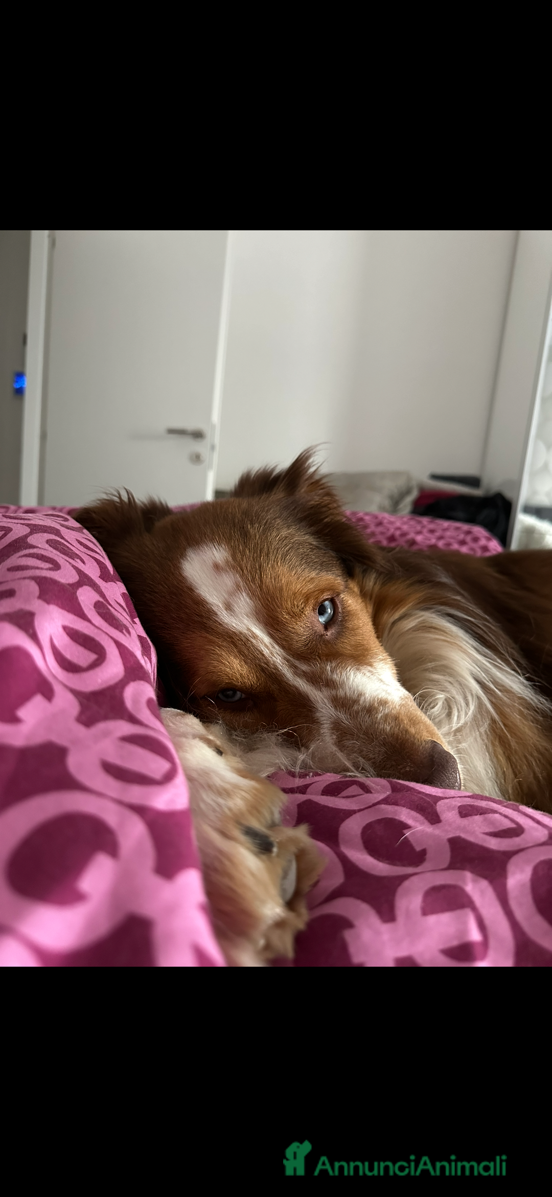 Australian Shepherd cani per accoppiamento: Pastore australiano, 3 anni, stallone - Annuncio 8