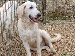 Meticcio cani ZULEIA a Provincia di Mantova - Annuncio 33