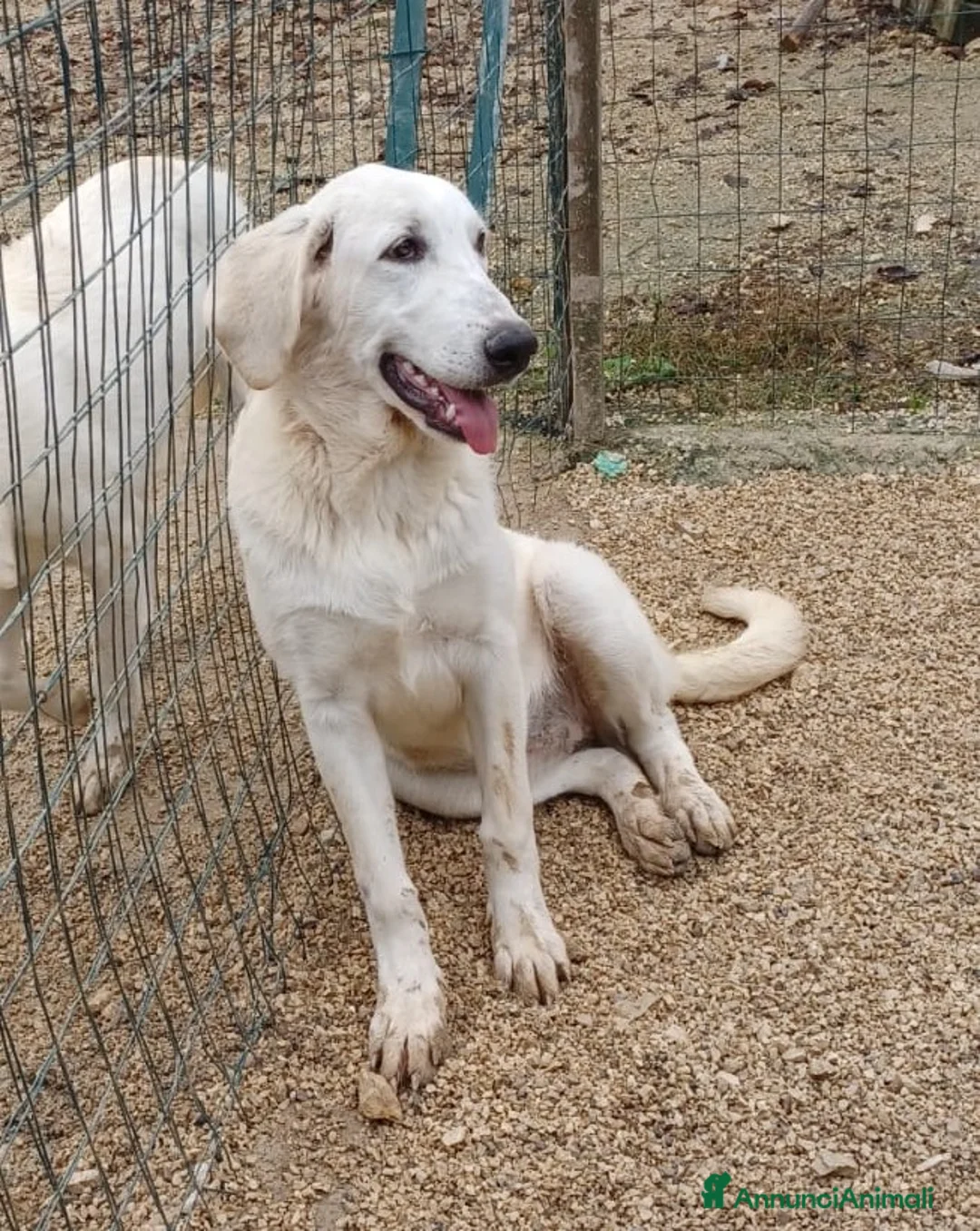 Meticcio cani in regalo: ZULEIA  a Provincia di Mantova - Annuncio 1