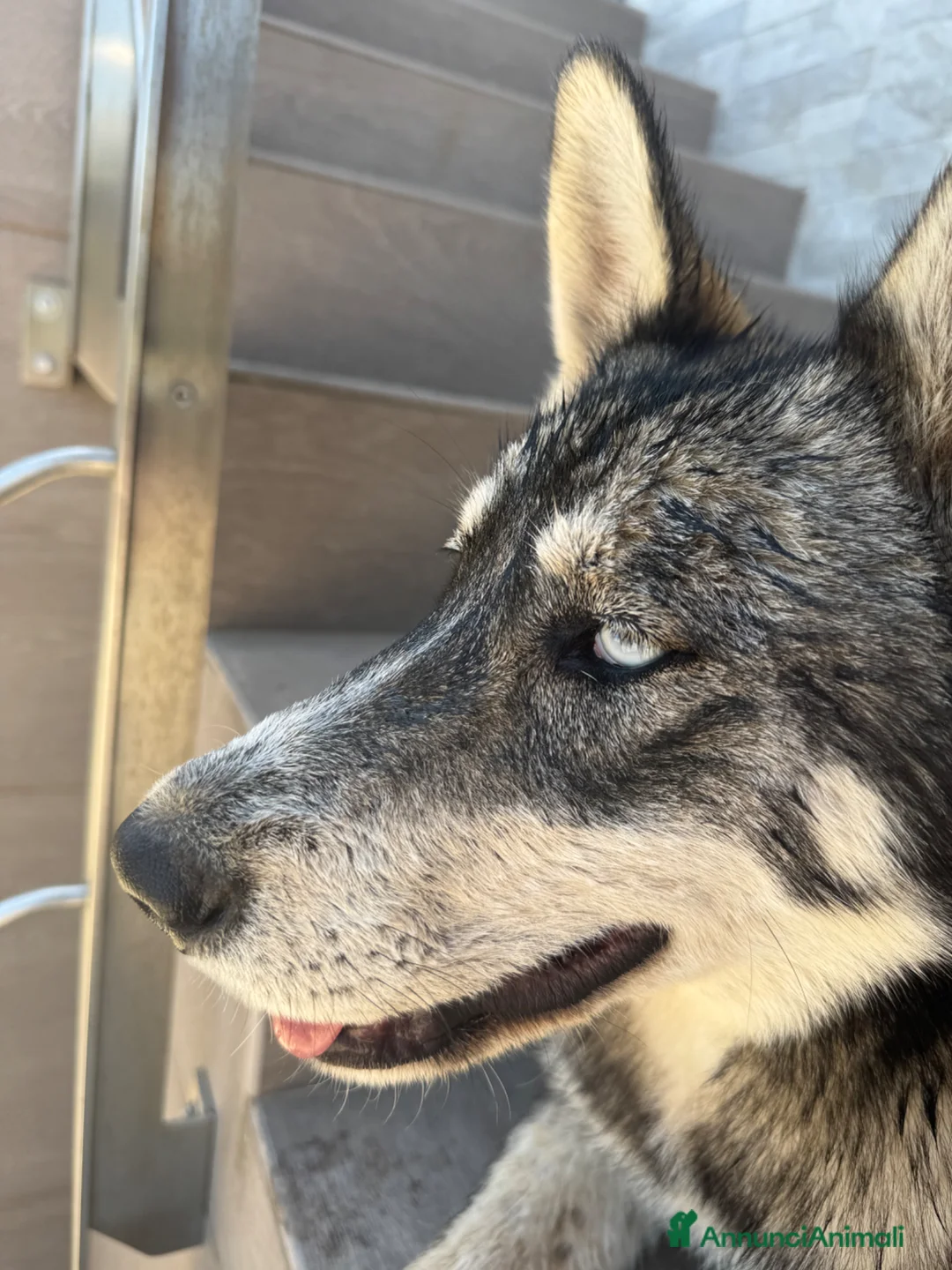 Husky cani in regalo: 18 mesi gratis Altamura BA a Città Metropolitana di Bari - Annuncio 5