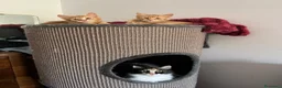 Meticcio gatti in vendita: ADOZIONE DI COPPIA 🐈🐈 - Annuncio 4