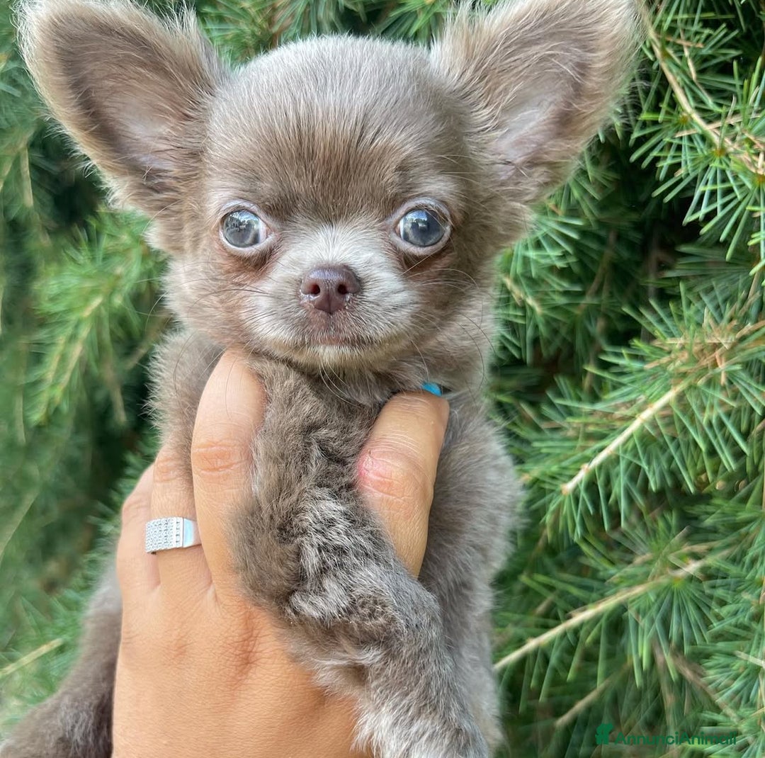 Chihuahua cani in vendita: Chihuahua femmina pelo lungo occhi chiari pedigree a Città Metropolitana di Torino - Immagine 4