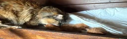 Maine Coon gatti in vendita: Maine coon cuccioli (Austin X Bastet) - Annuncio 4