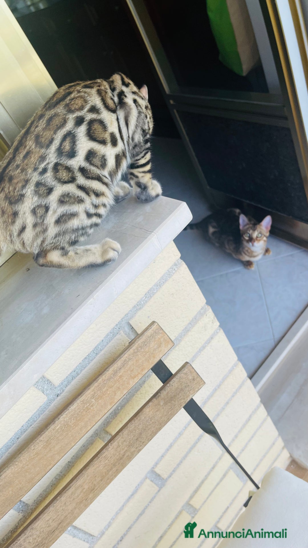 Bengala gatti in vendita: Cucciolo bengala a Provincia di Frosinone - Immagine 19