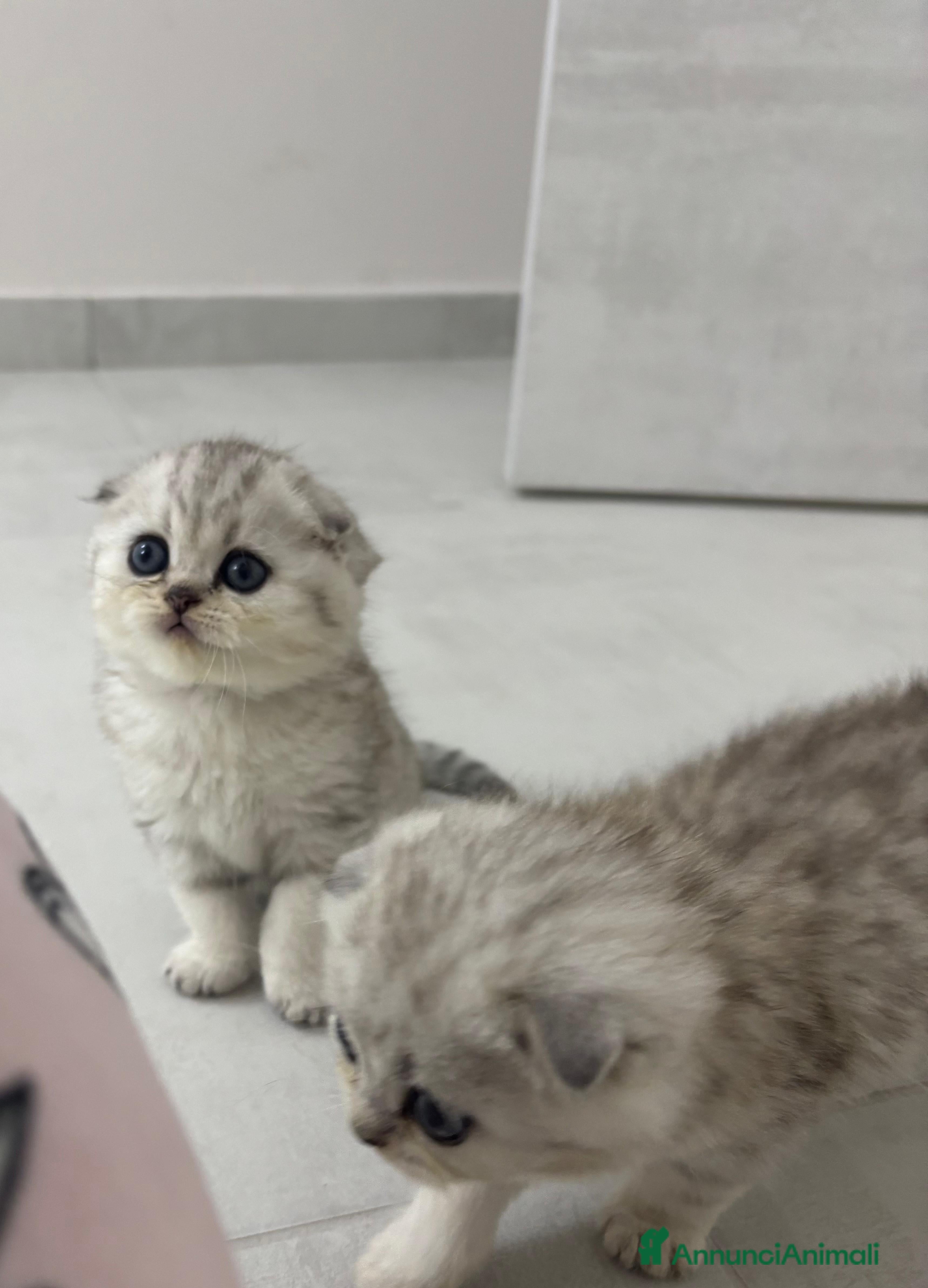 Scottish gatti Bellissimi cuccioli di scottish straight e fold - Annuncio 20
