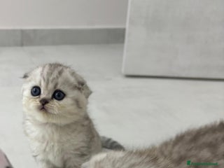 Scottish gatti Bellissimi cuccioli di scottish straight e fold - Annuncio 13
