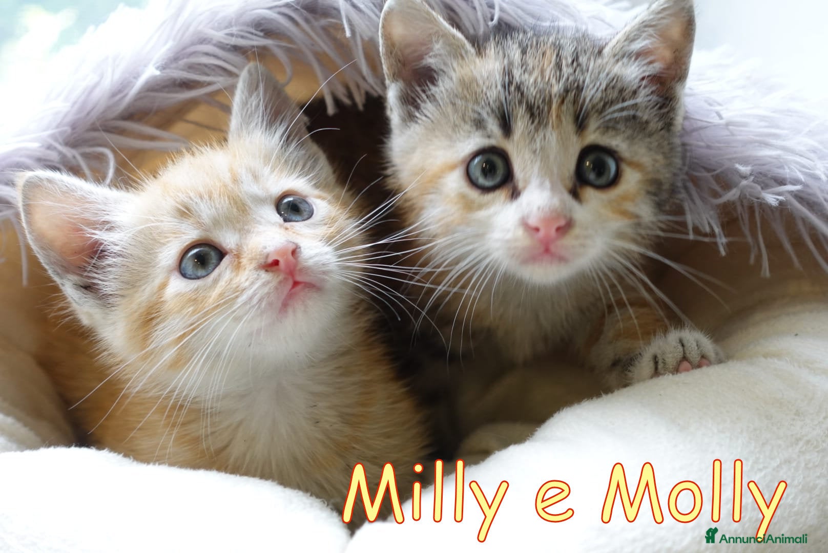 Europeo gatti MILLY E MOLLY - Annuncio 2