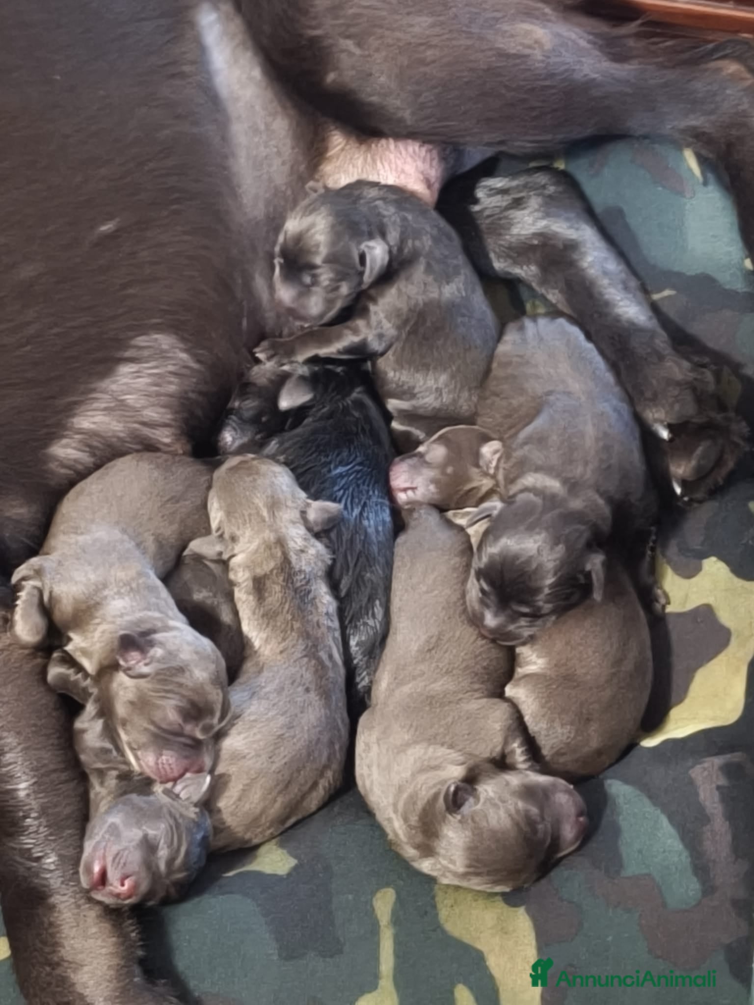Labrador cani Cuccioli di Labrador Chocolate - Annuncio 6
