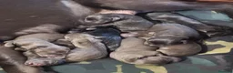 Labrador cani in vendita: Cuccioli di Labrador Chocolate a Provincia di Varese - Annuncio 1
